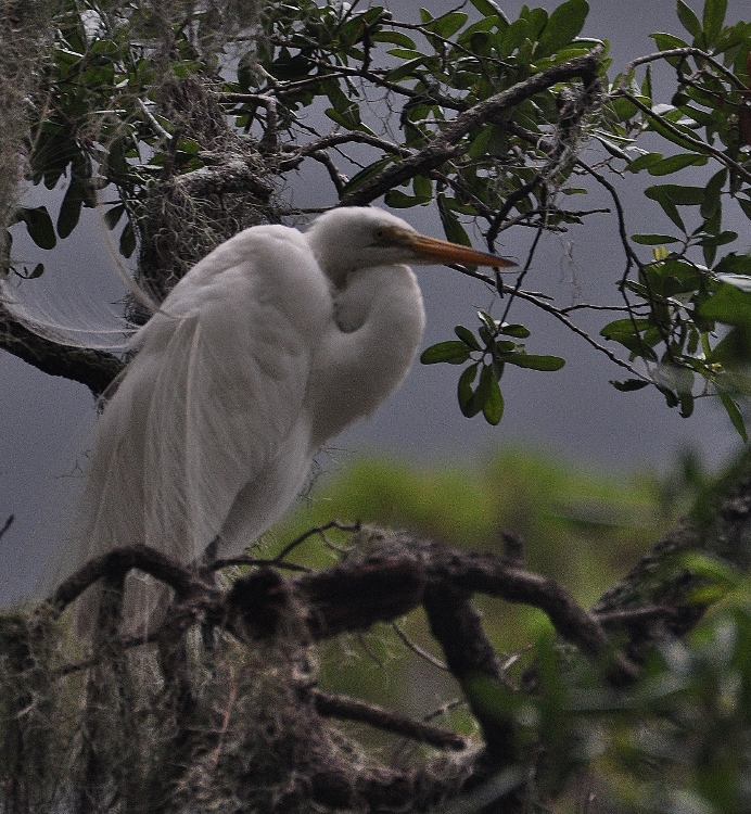 egret in tree